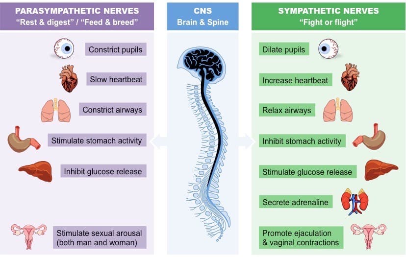 Autonomic Control - Credit: Bioninja.com