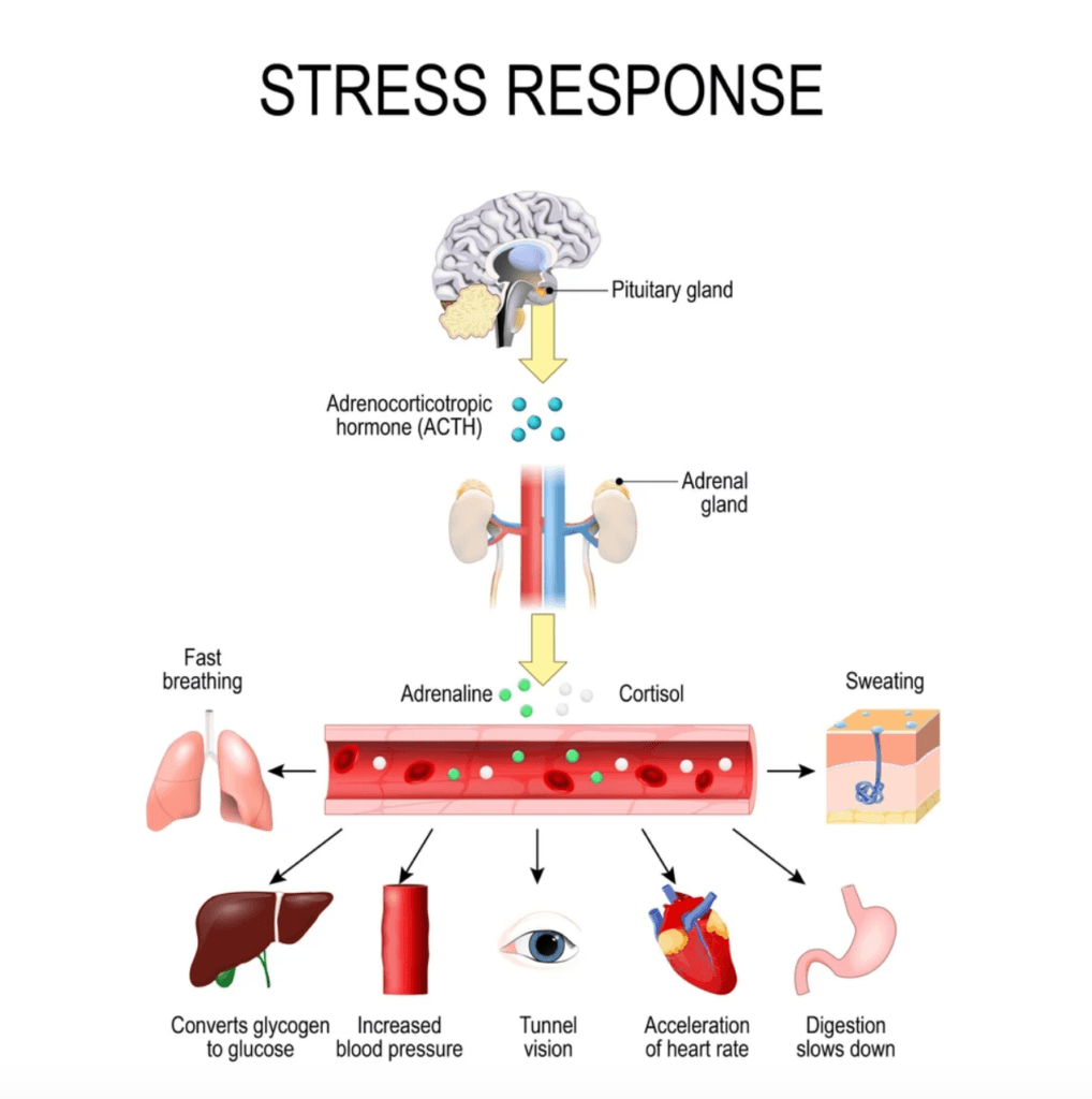 Stress response - Credit: Cardiocare