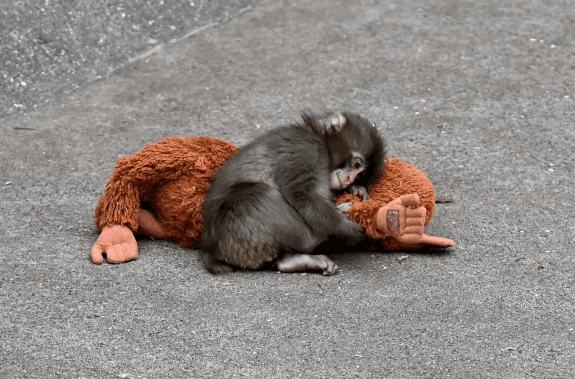 We are All Punch. What Punch the Monkey Teaches Us About Trust & Why You Relate to Him