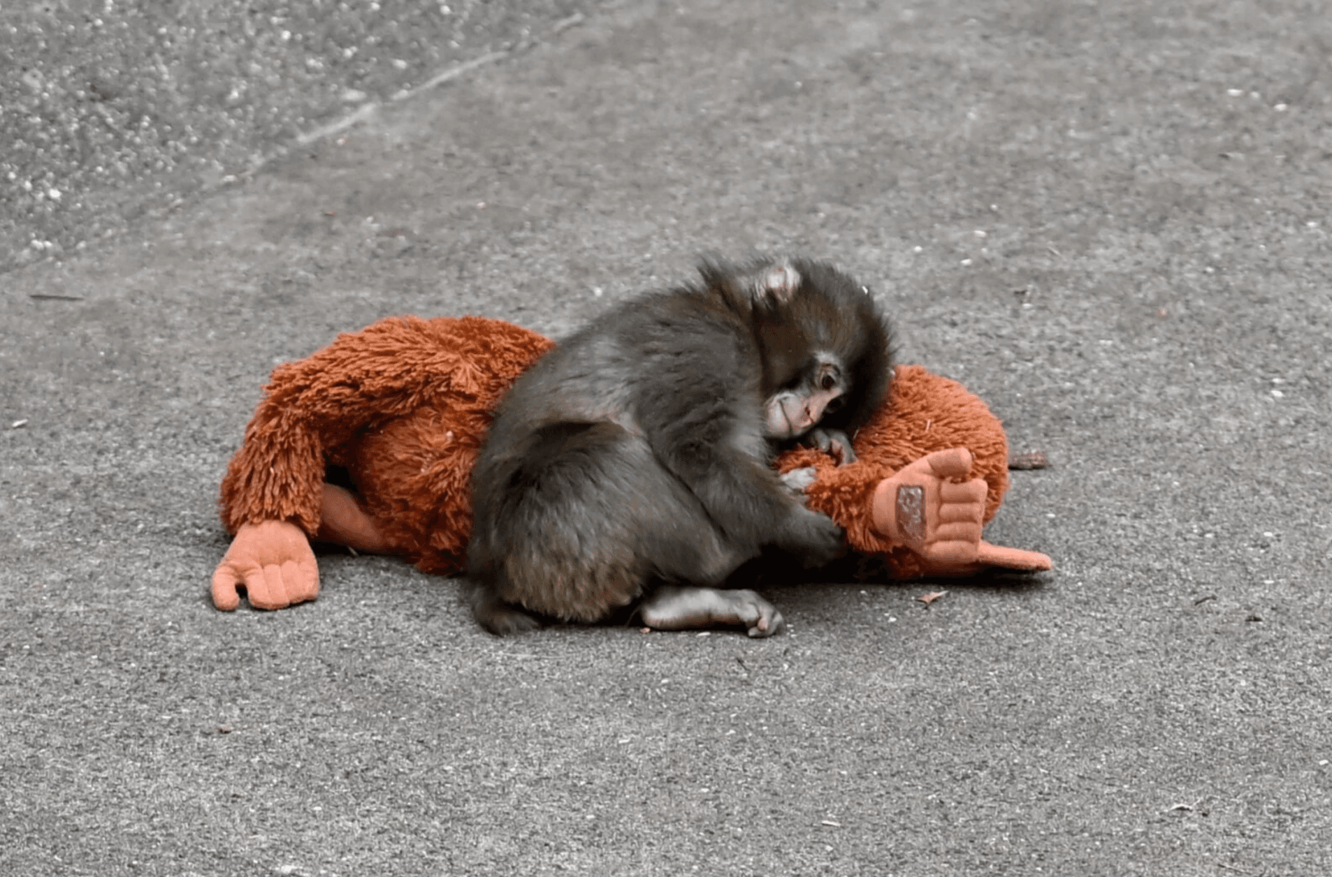 We are All Punch. What Punch the Monkey Teaches Us About Trust & Why You Relate to Him