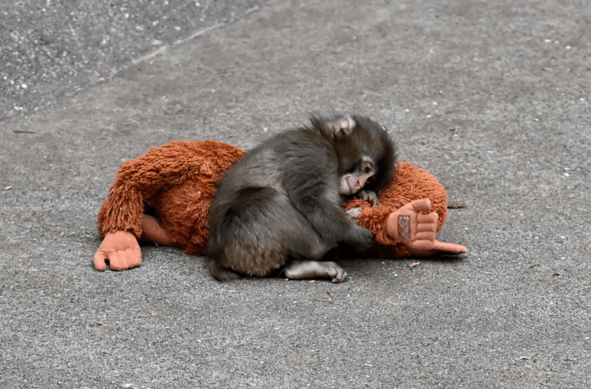 We are All Punch. What Punch the Monkey Teaches Us About Trust & Why You Relate to Him