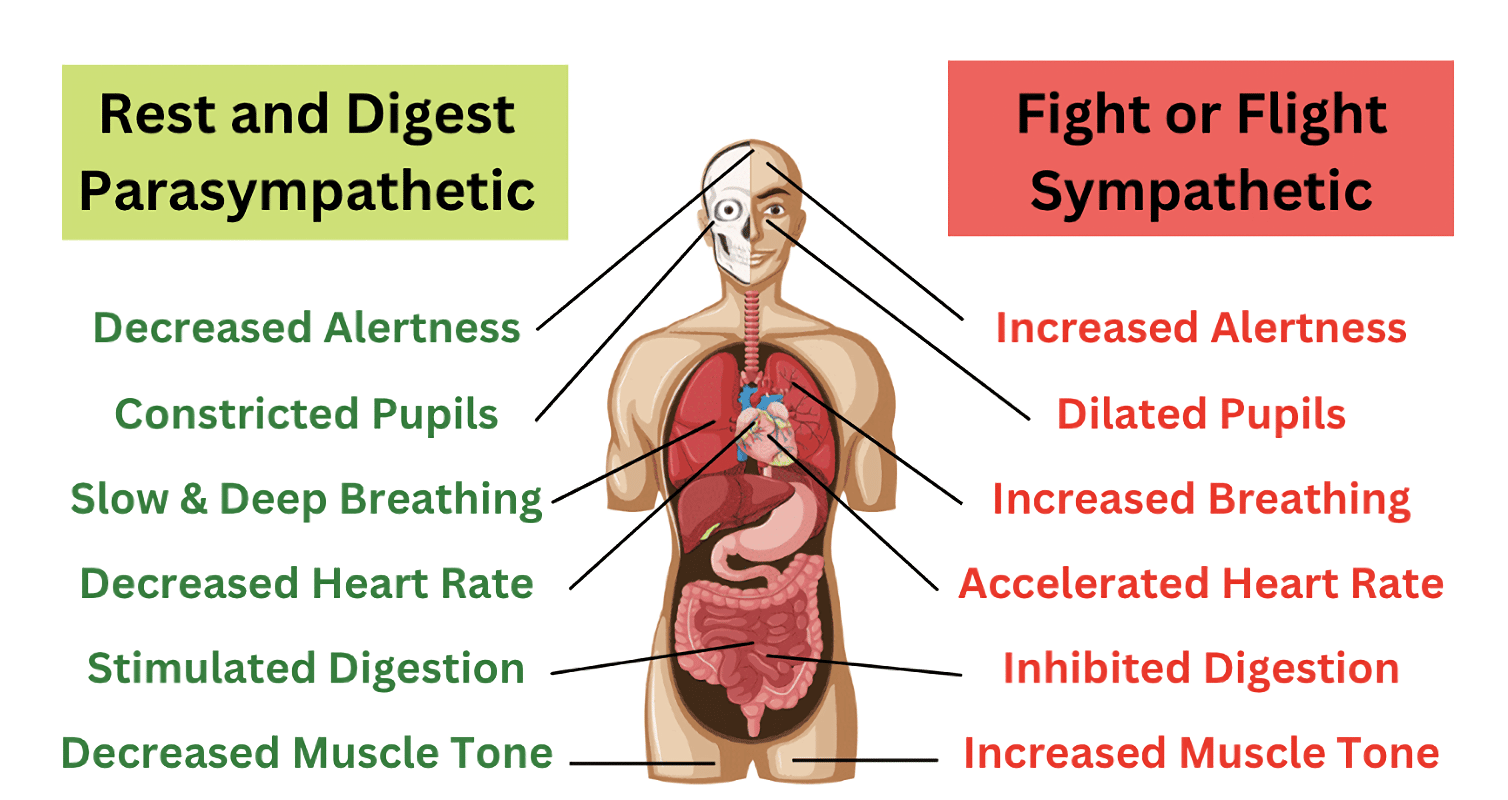 Fight or Flight response – Autonomic Nervous System - Credit: Carlin Chiropractic